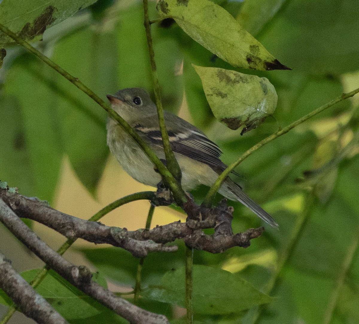 Yellow-bellied Flycatcher - ML266253271