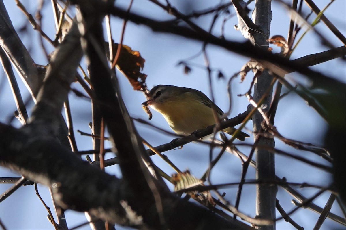 Philadelphia Vireo - Steve Kornfeld