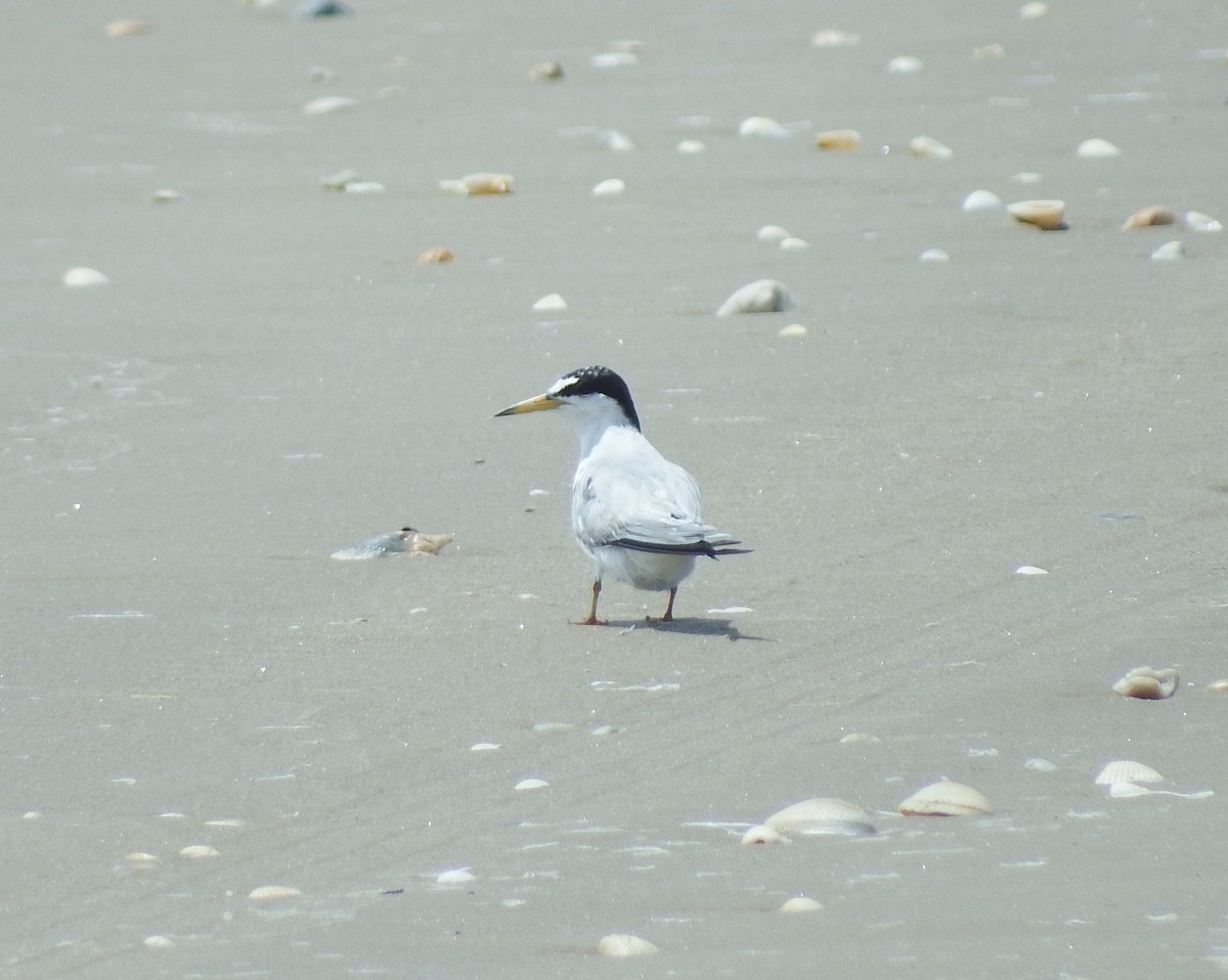 Least Tern - ML266255371