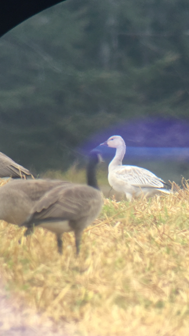 Snow Goose - ML266255981