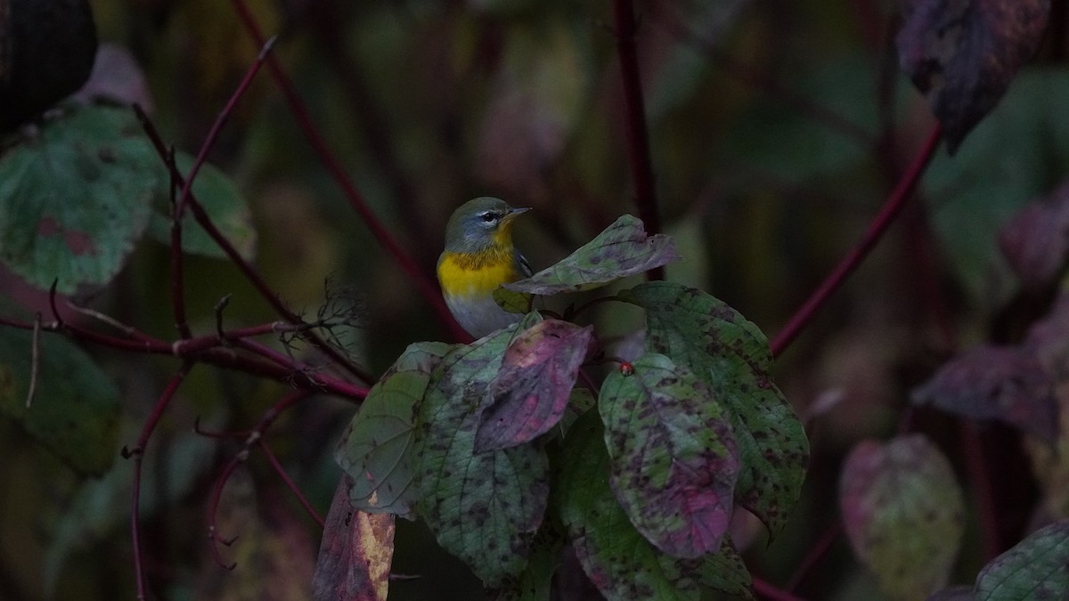 Northern Parula - ML266256061
