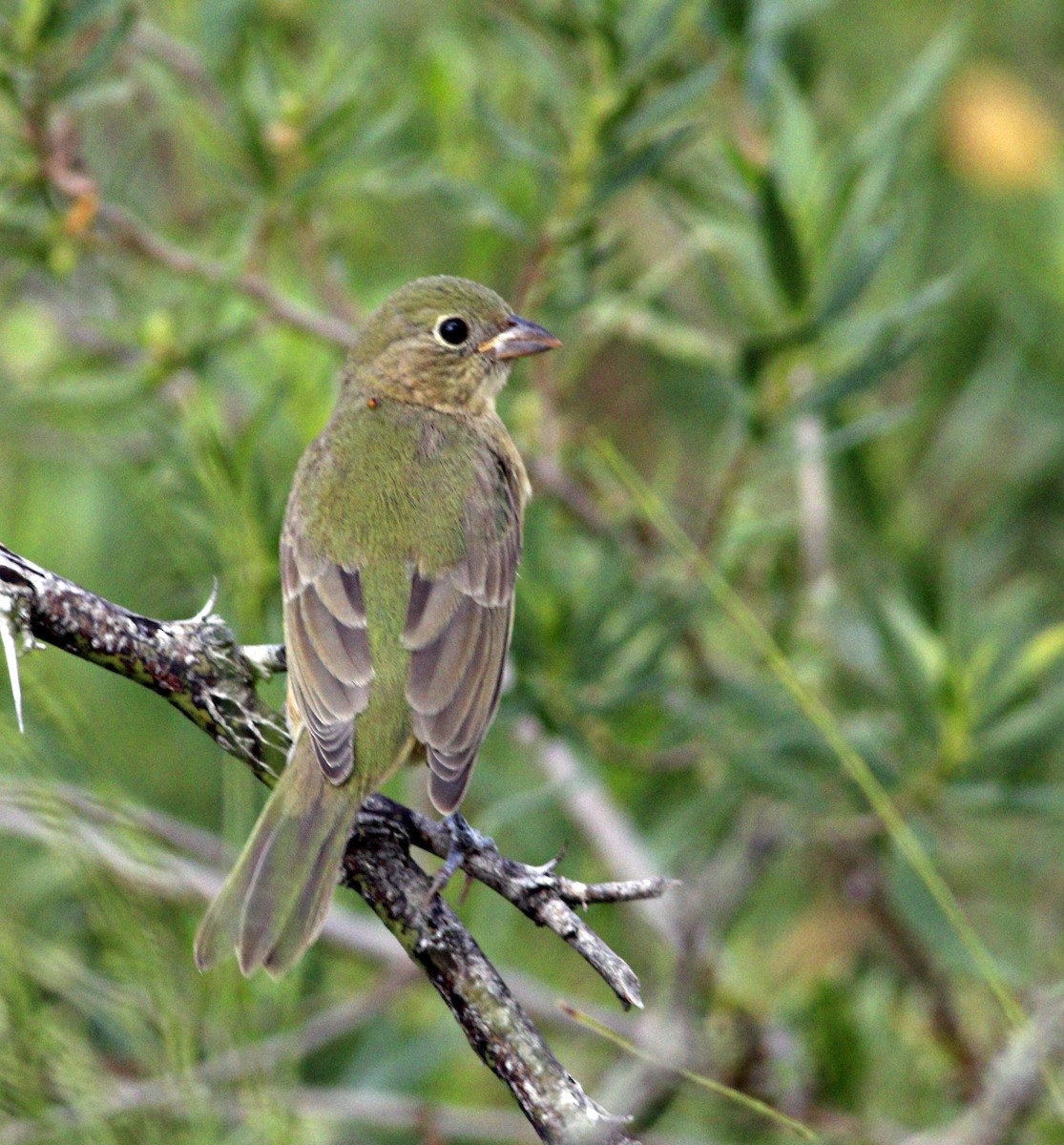 Painted Bunting - ML266256521