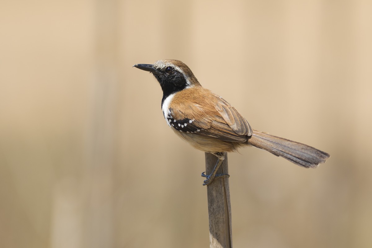 Rusty-backed Antwren - Luiz Matos