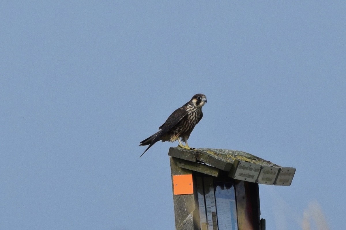 Peregrine Falcon - julie desrosiers