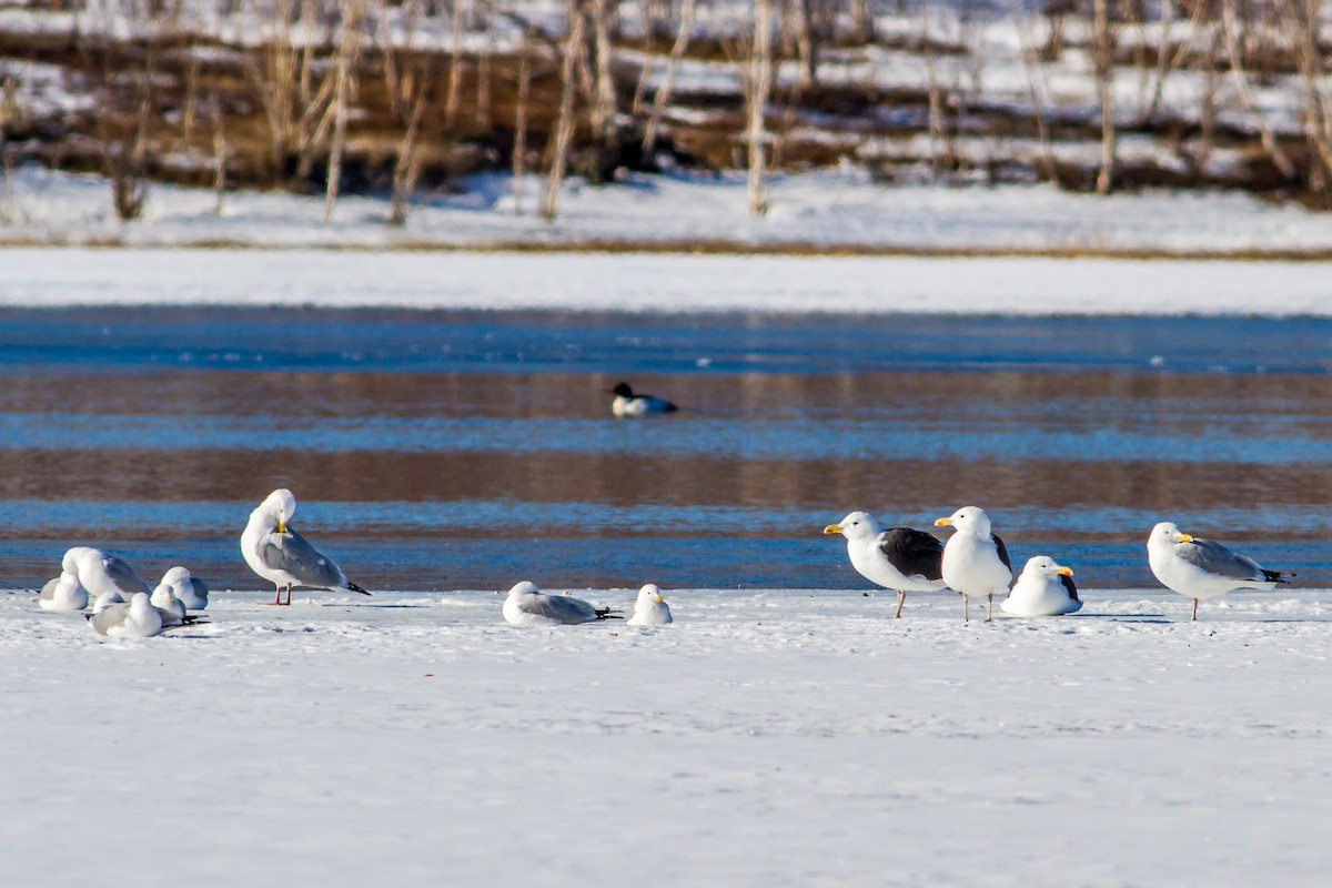 Great Black-backed Gull - ML26625901