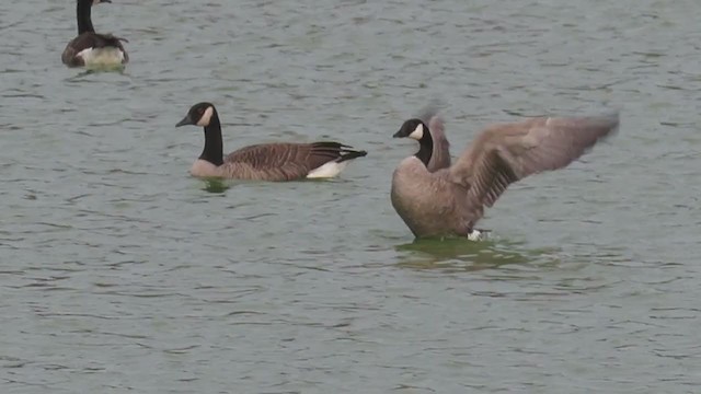 Cackling Goose - ML266260131