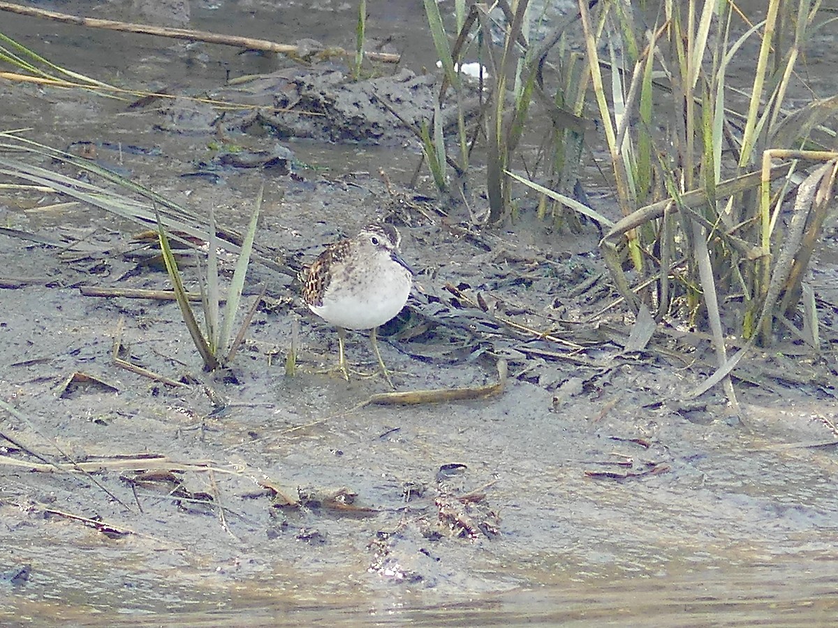 Wiesenstrandläufer - ML266261251