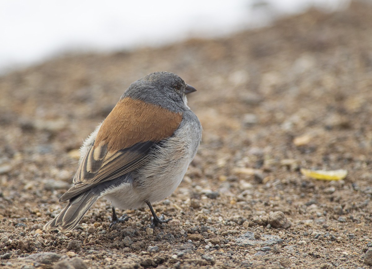 Red-backed Sierra Finch - Esteban Villanueva (Aves Libres Chile)