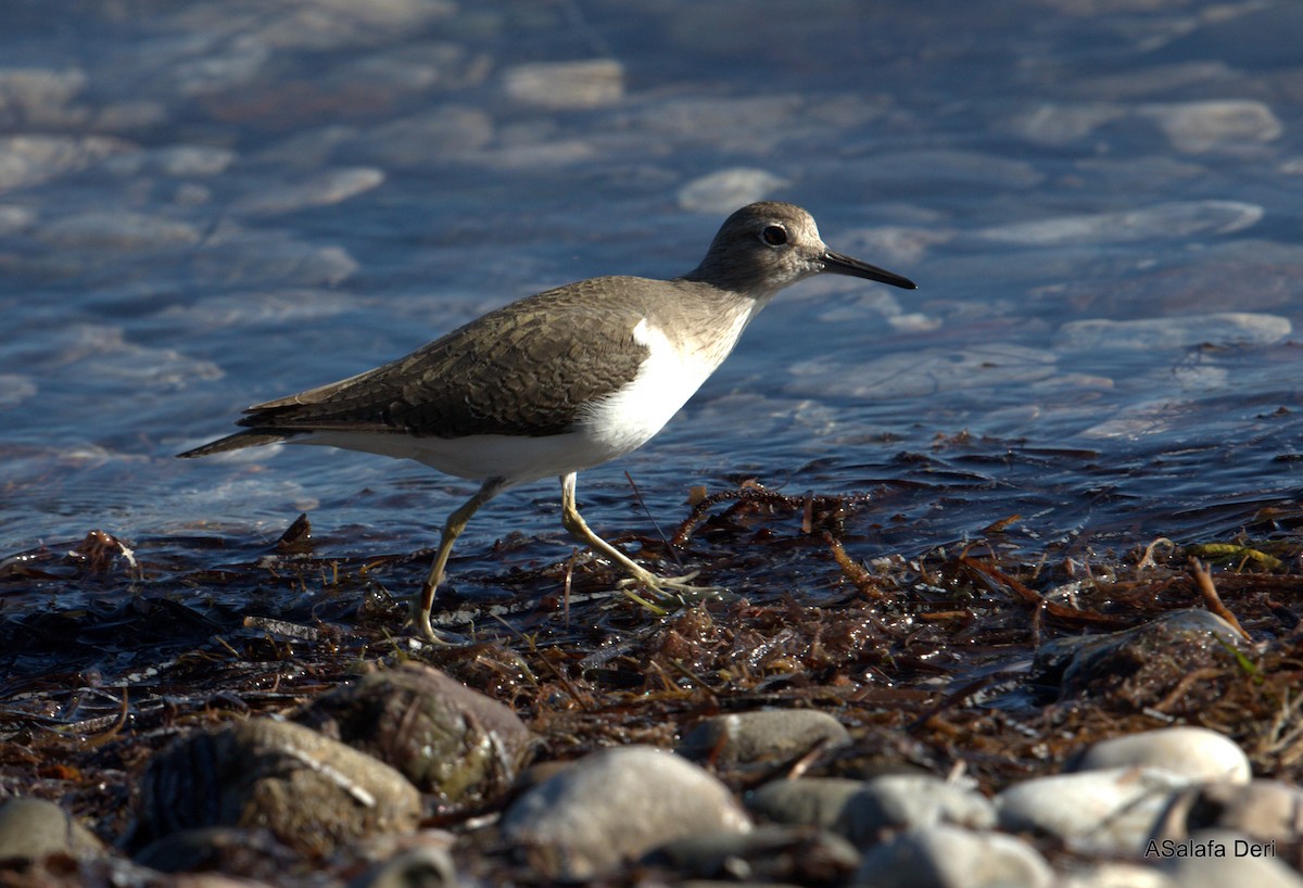 strandsnipe - ML266263811