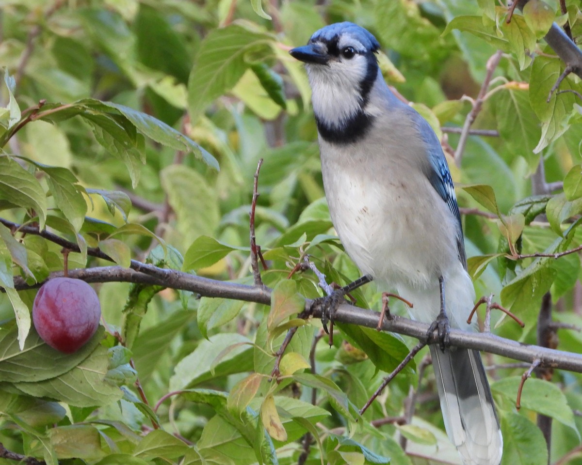 Blue Jay - ML266264701