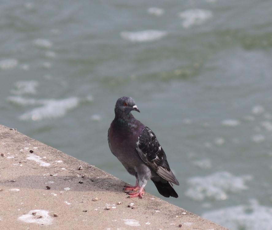 Pigeon biset (forme domestique) - ML266265211
