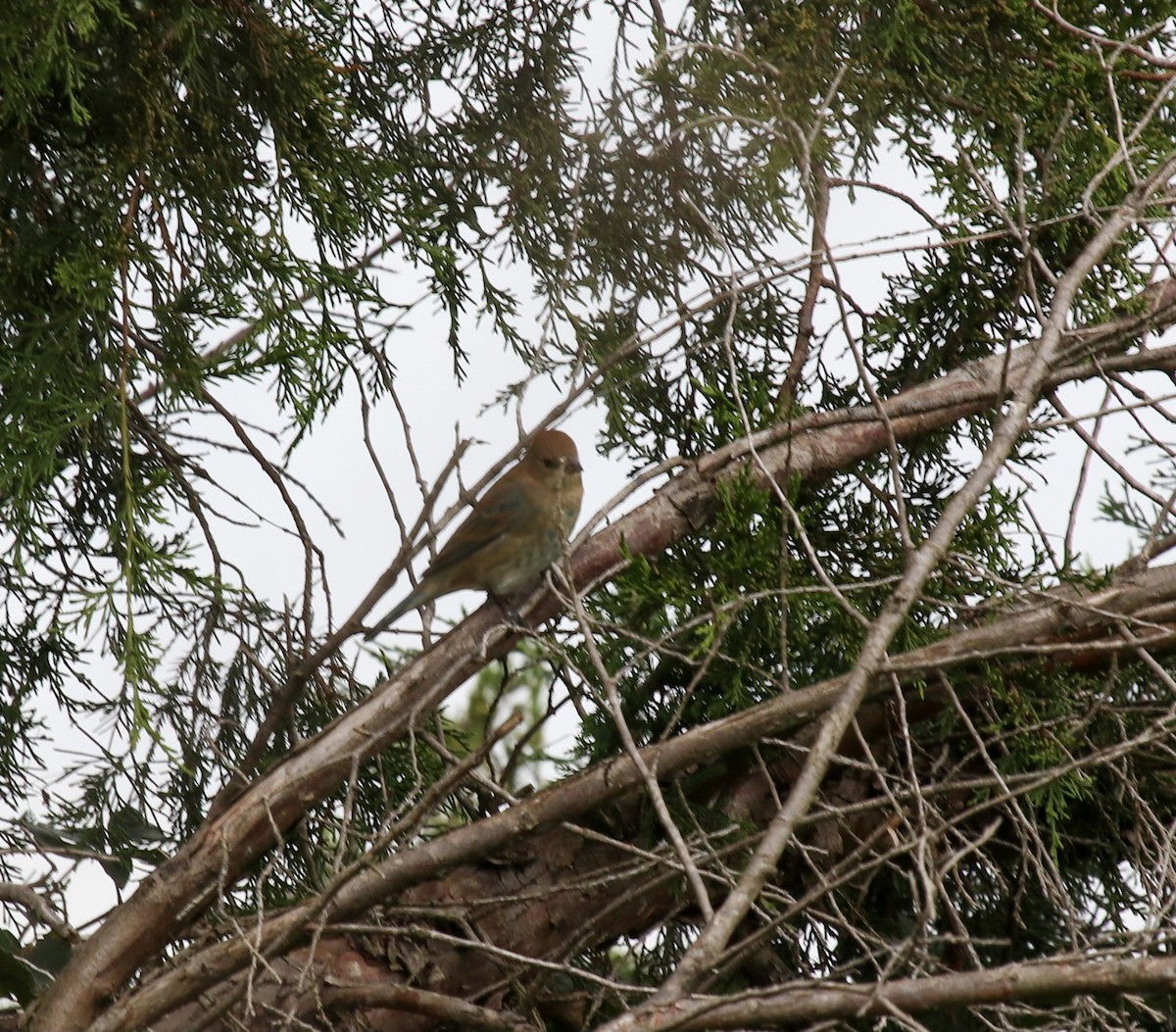 Indigo Bunting - ML266267581