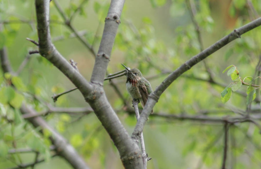Calliope Hummingbird - ML266267801
