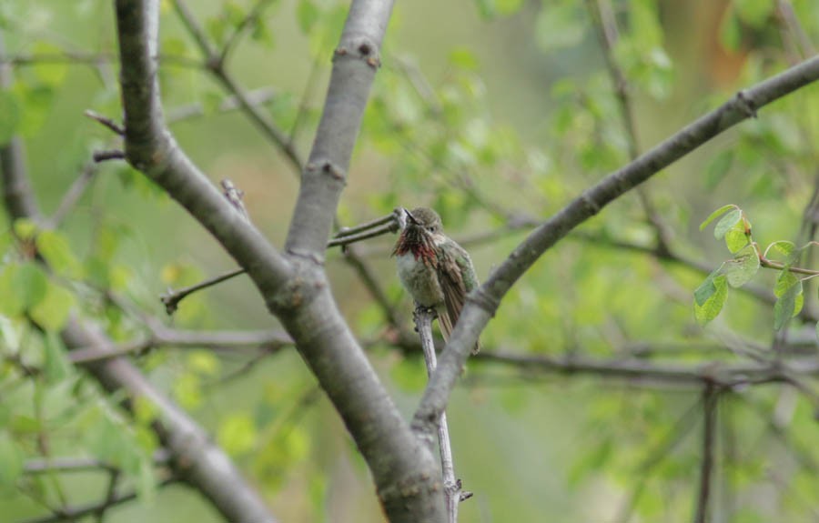 Calliope Hummingbird - ML266267811