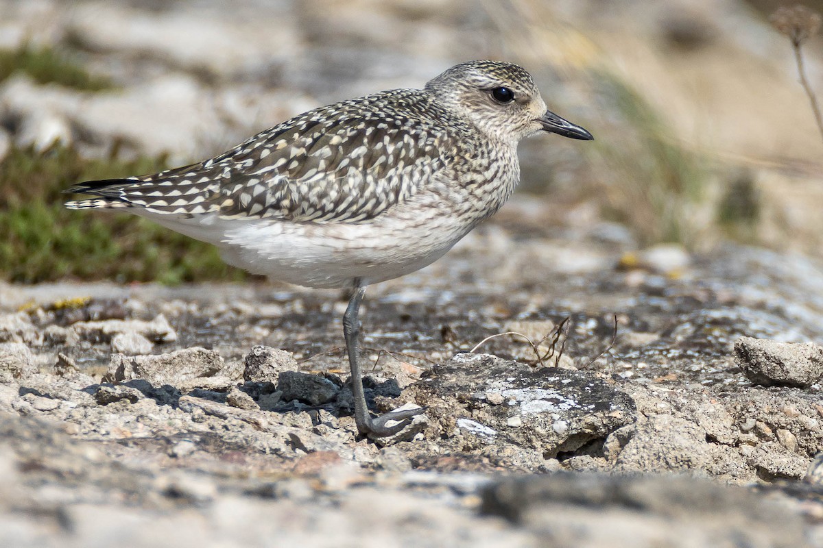 Black-bellied Plover - ML266269591