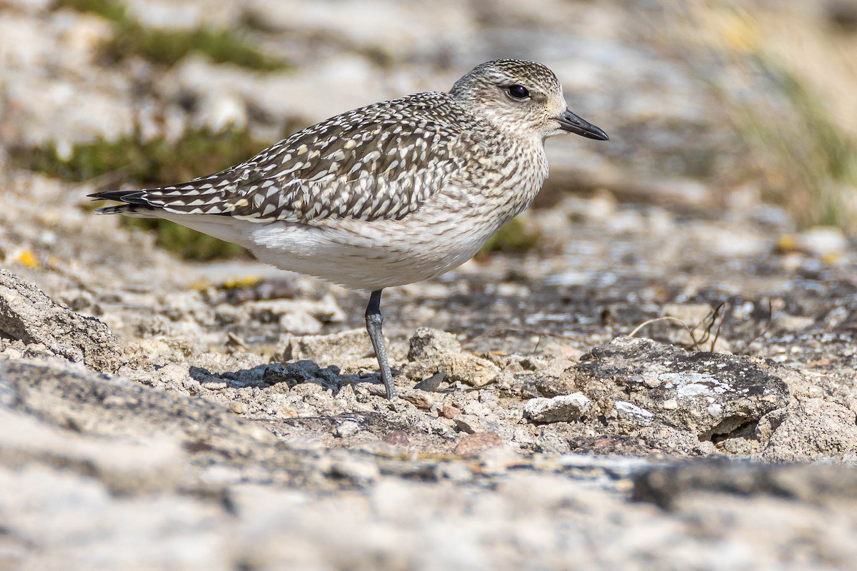 Black-bellied Plover - ML266269601