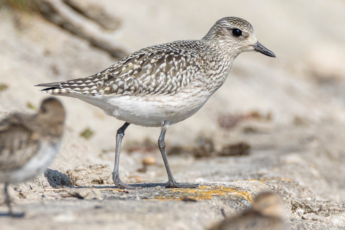 Black-bellied Plover - ML266269641