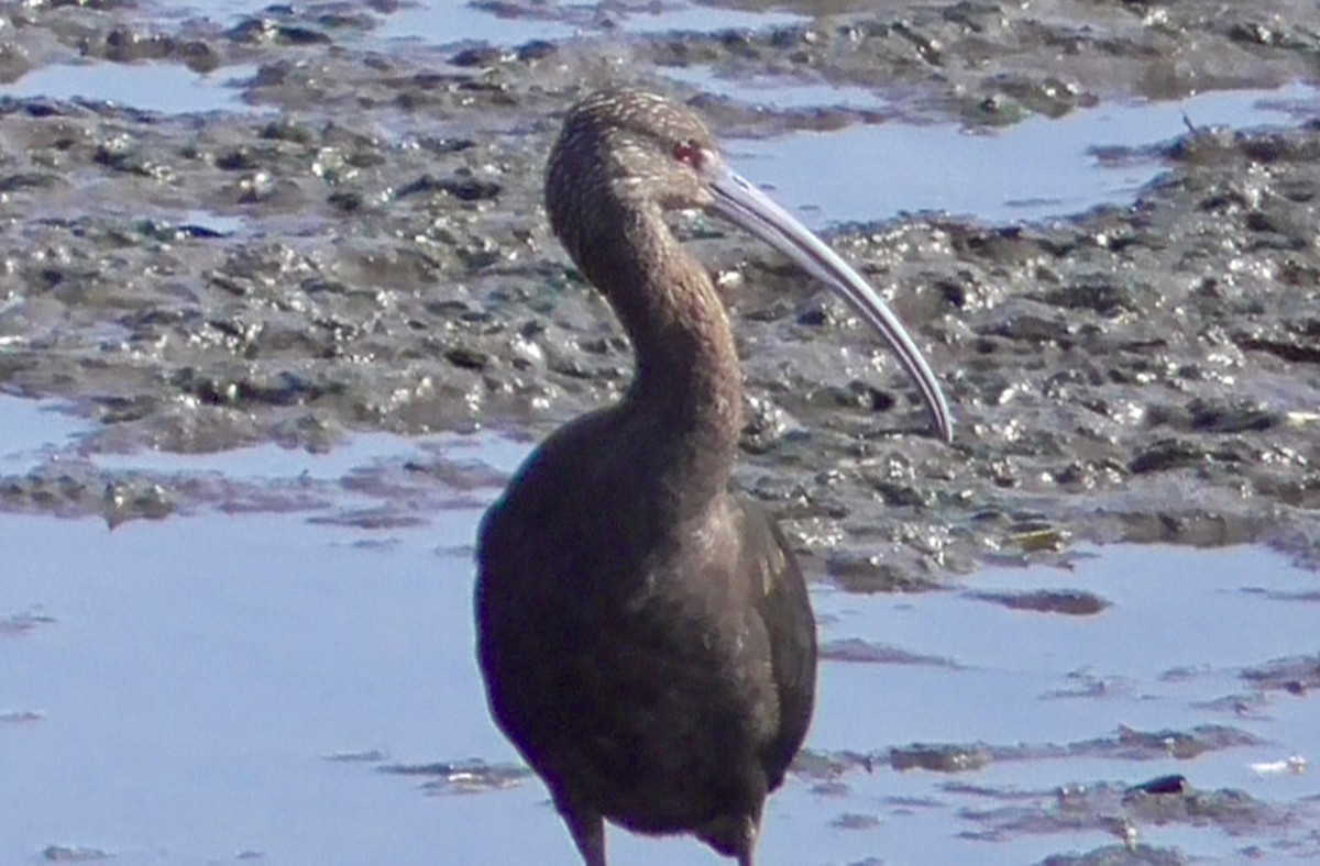 White-faced Ibis - Bernard Morris