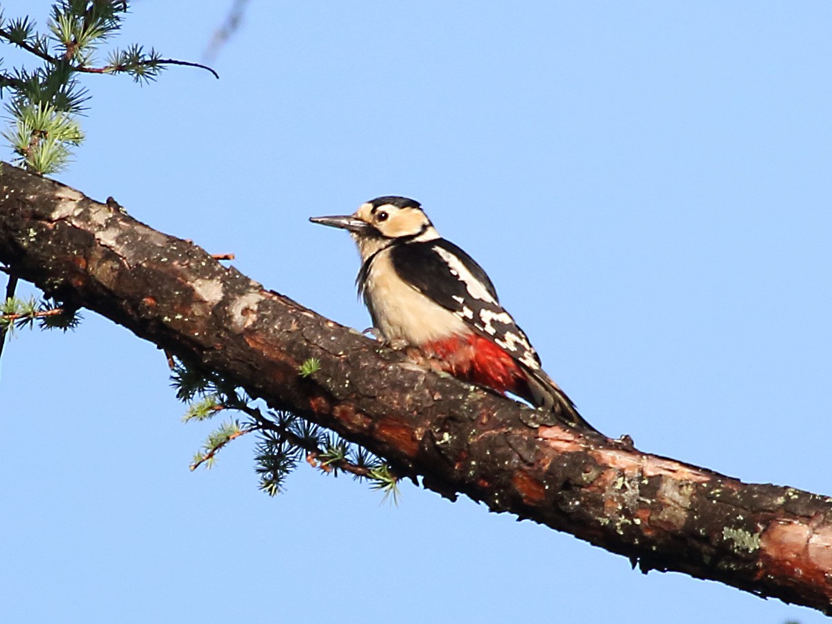 Great Spotted Woodpecker - Myles McNally