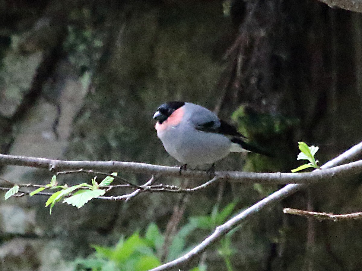 Eurasian Bullfinch (Baikal) - ML266271891