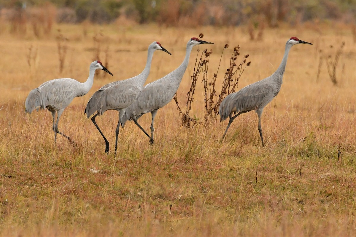 Grulla Canadiense - ML266272711