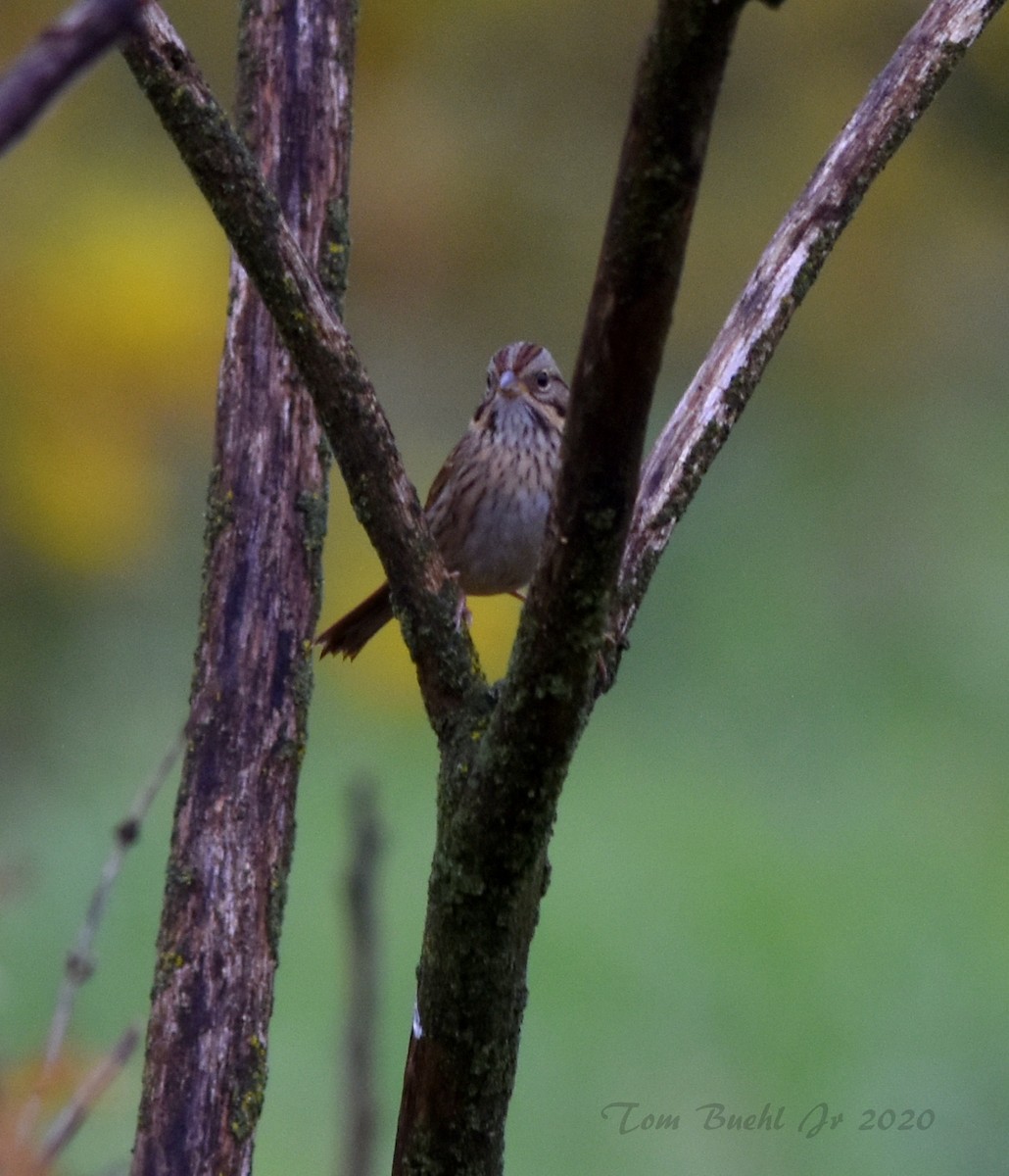 Lincoln's Sparrow - ML266273101