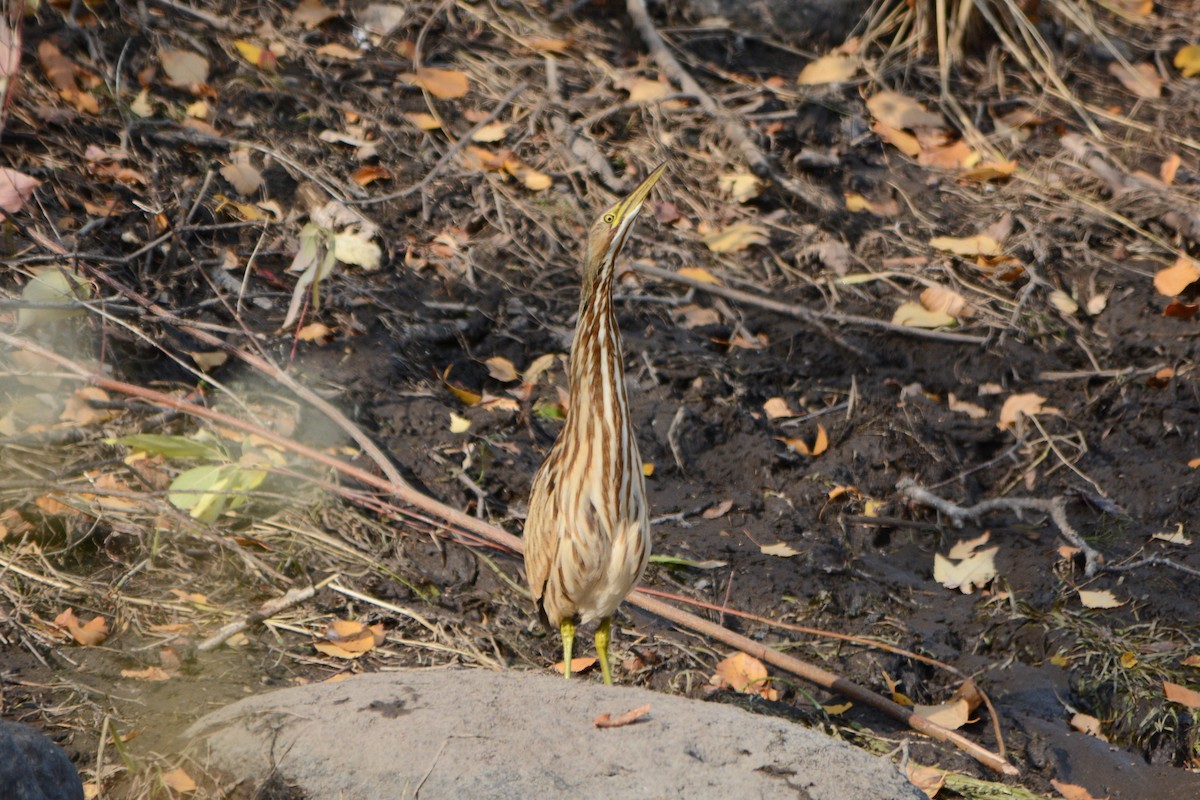 American Bittern - ML266273291