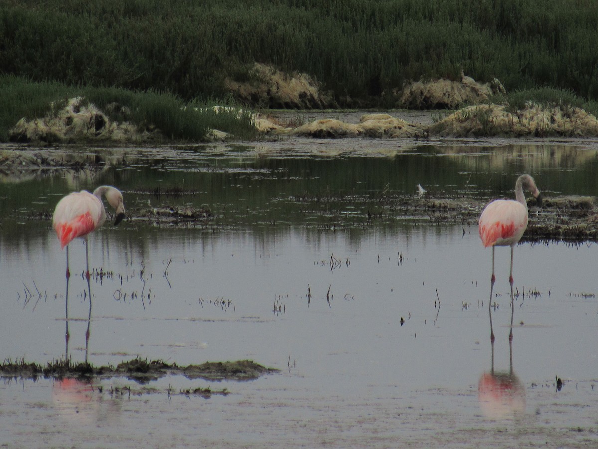 Chilean Flamingo - ML26627511
