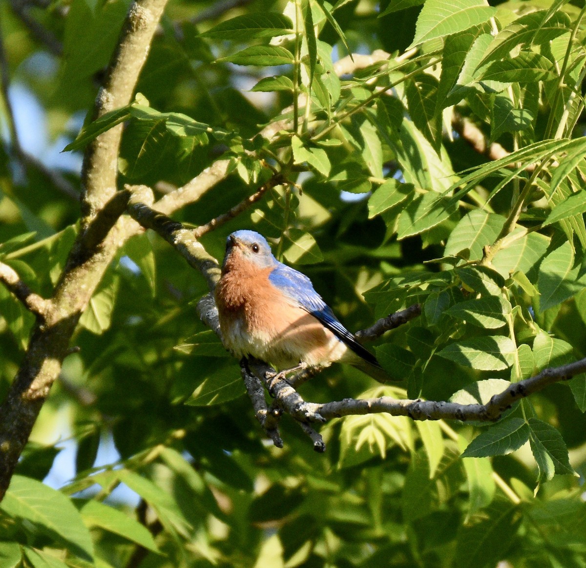 Eastern Bluebird - ML266276891
