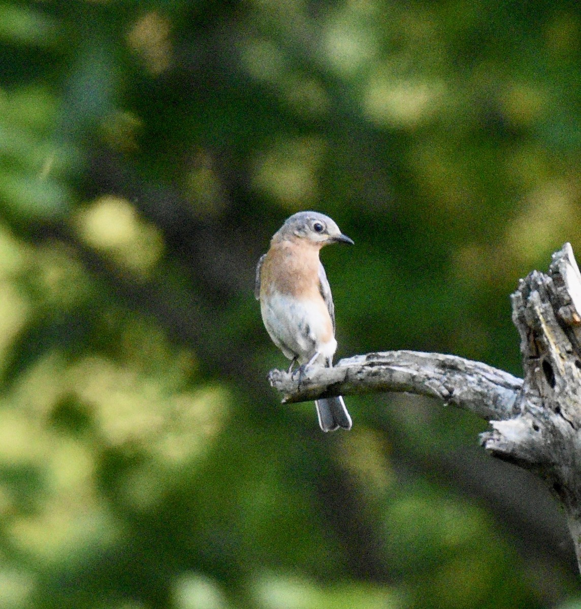 Eastern Bluebird - ML266277451