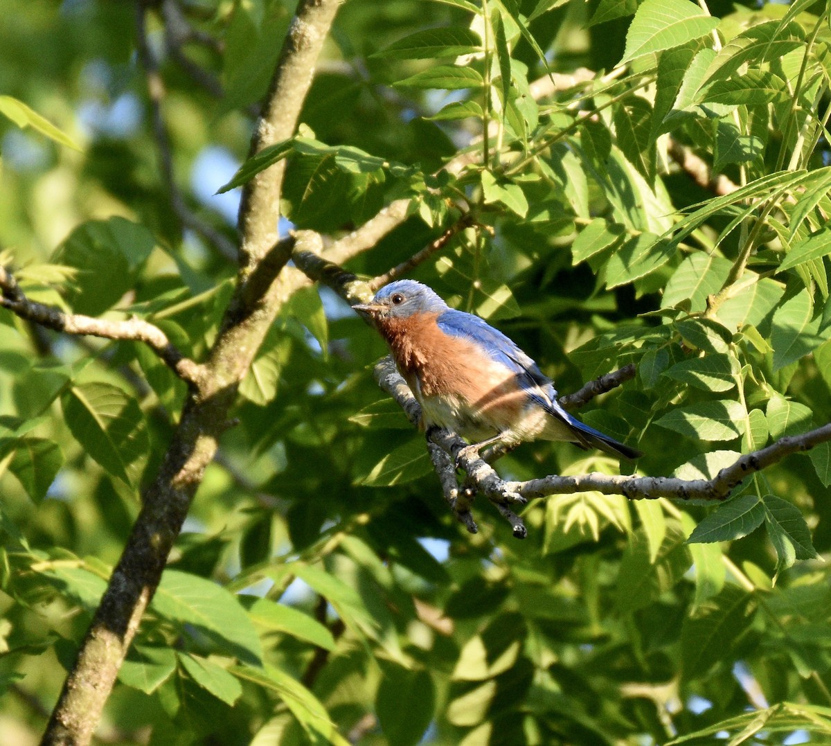Eastern Bluebird - ML266277481