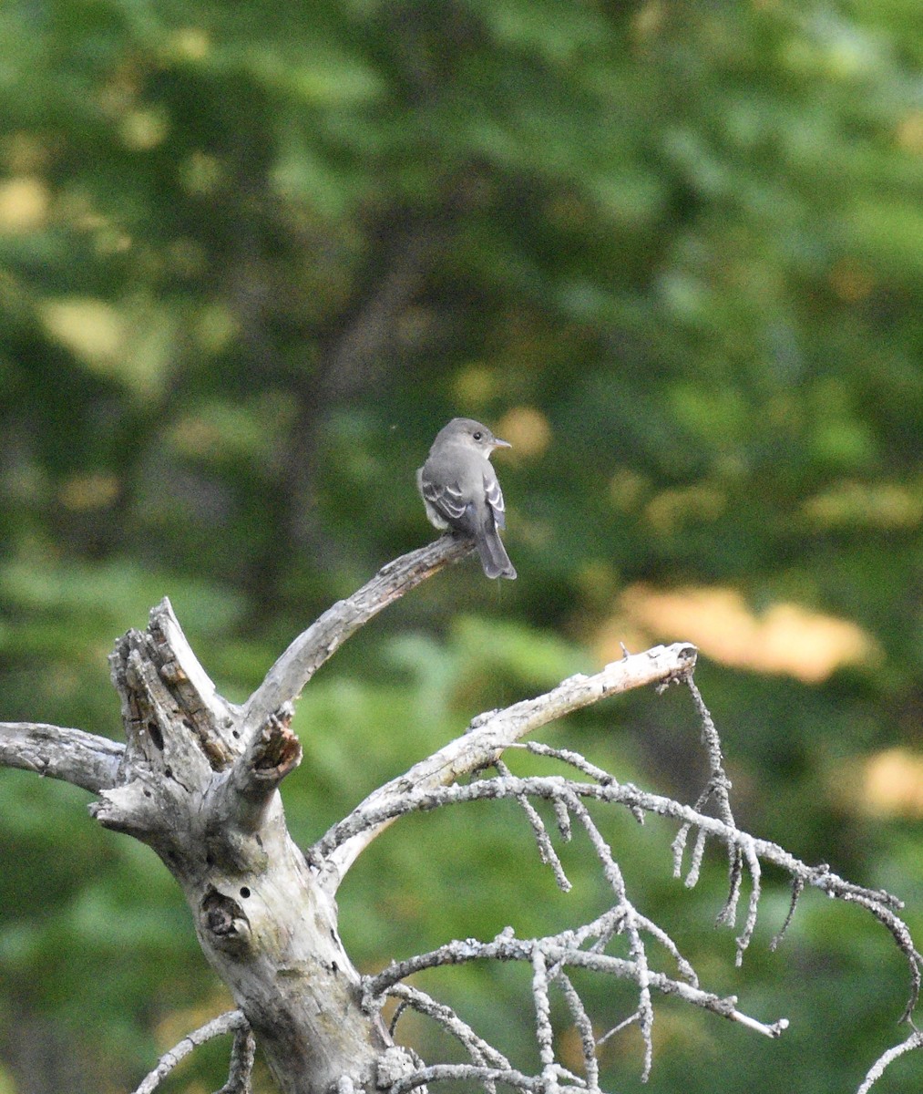 Eastern Wood-Pewee - ML266277651