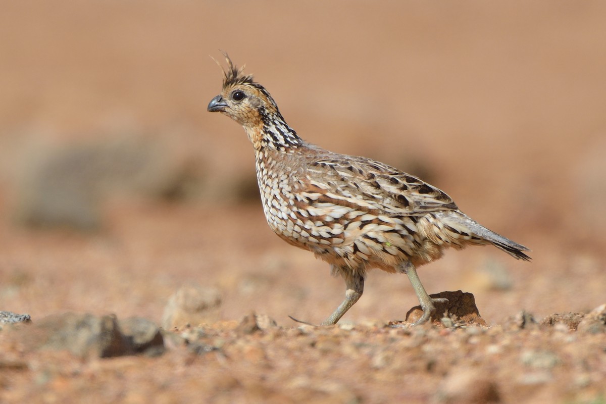 Crested Bobwhite - ML266277891