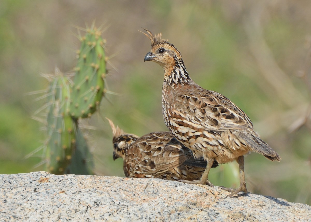 Crested Bobwhite - ML266277921