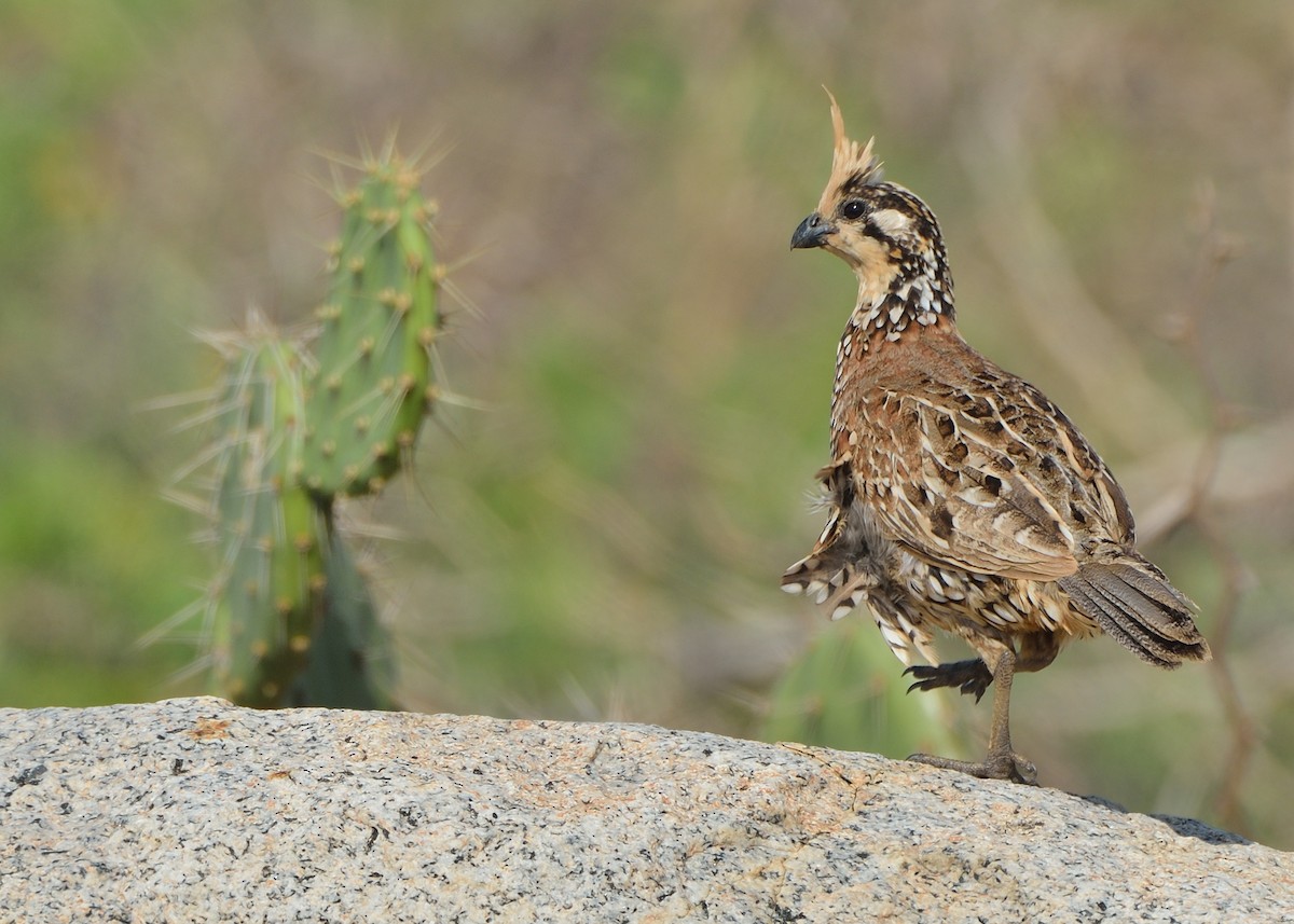 Crested Bobwhite - ML266277931