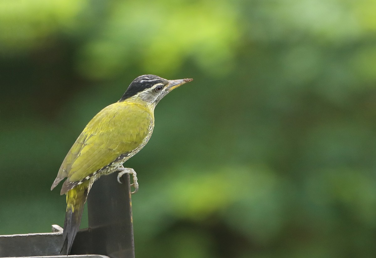 Streak-throated Woodpecker - ML266279321