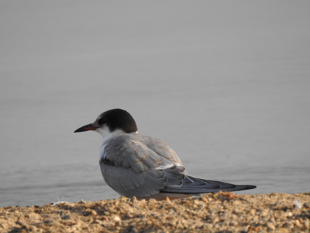 Common Tern - Bill Stanley