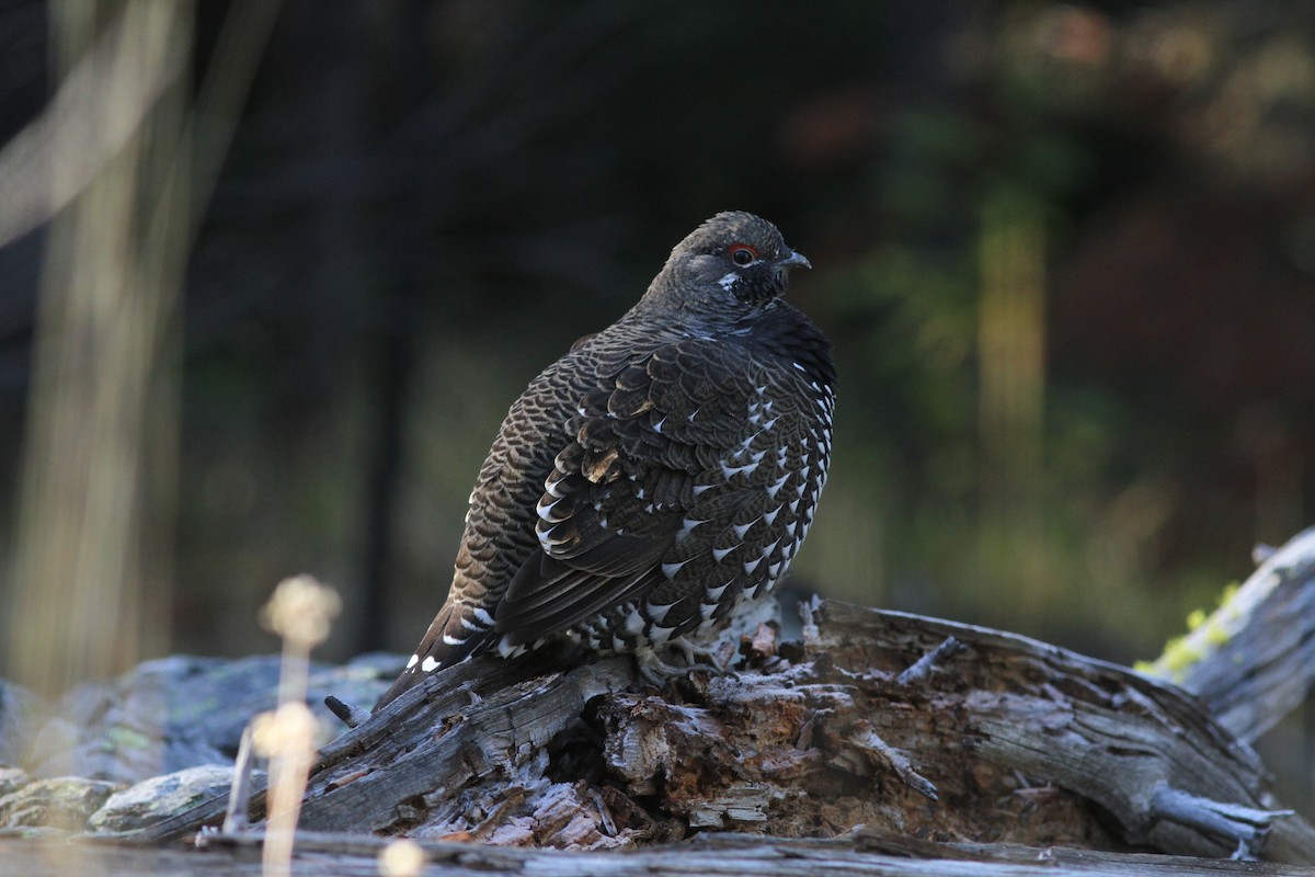 Spruce Grouse - ML266283441