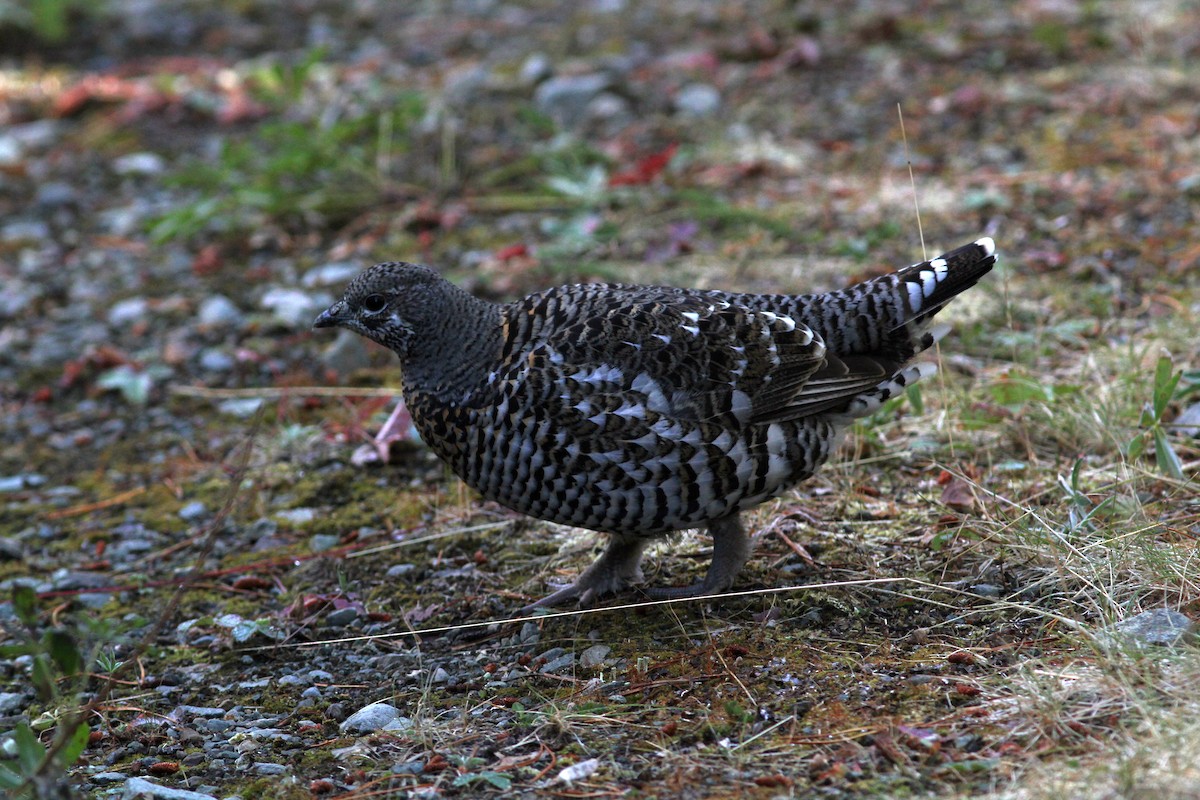 Spruce Grouse - ML266283491