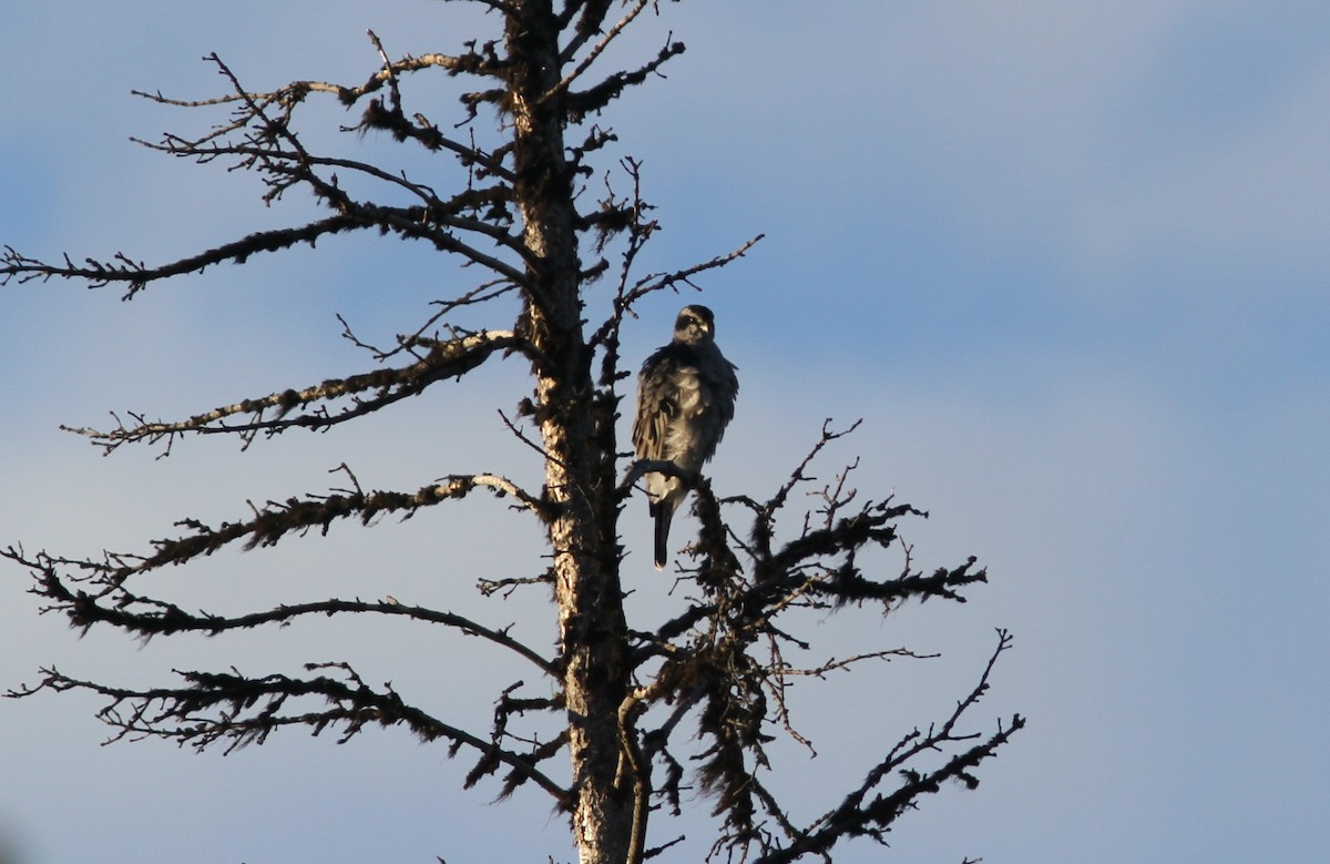 American Goshawk - ML266283621