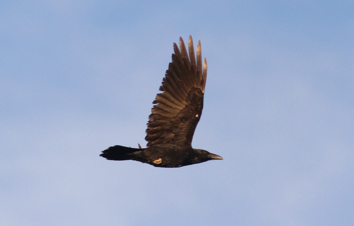 Common Raven - ML266283811