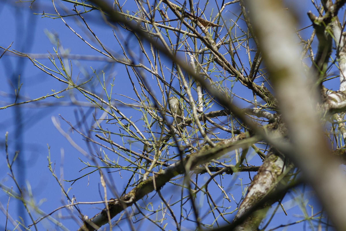 シラギクタイランチョウ（chilensis） - ML266286751