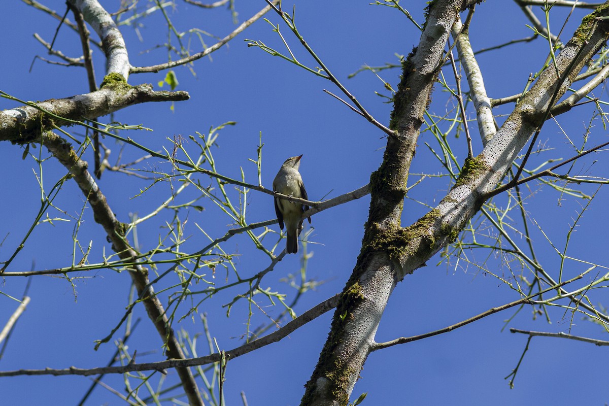 シラギクタイランチョウ（chilensis） - ML266286761