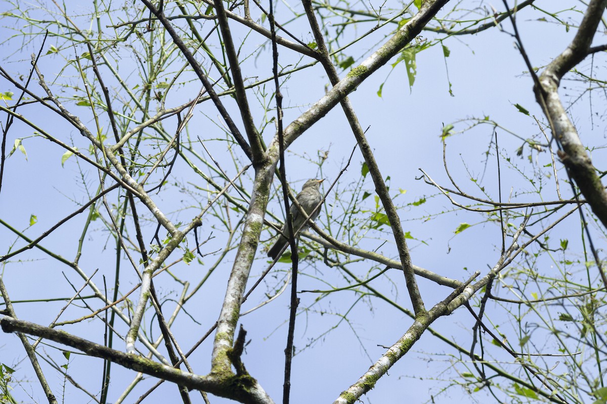 White-crested Elaenia (Chilean) - ML266286891