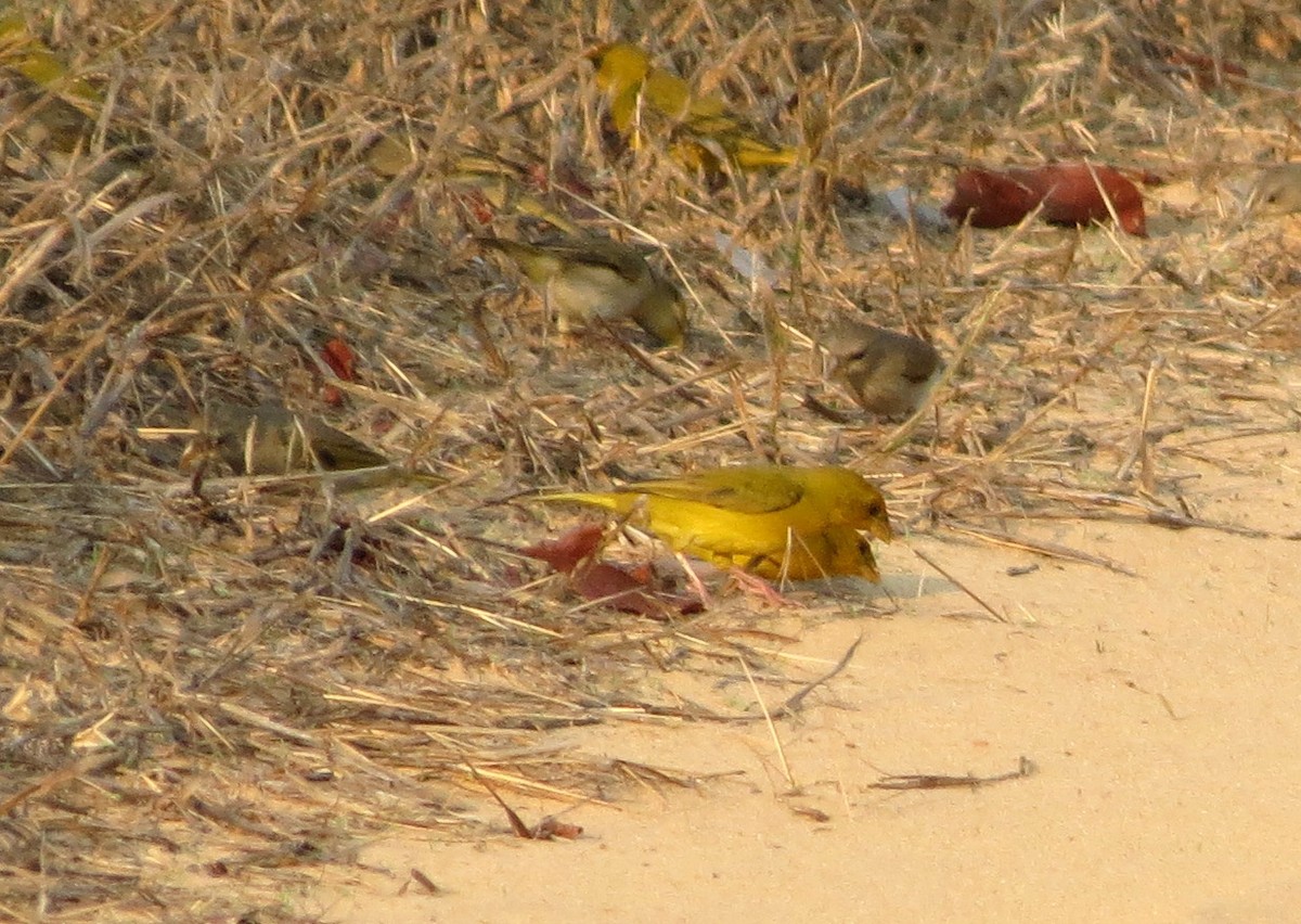 Orange-fronted Yellow-Finch - Allen Lewis