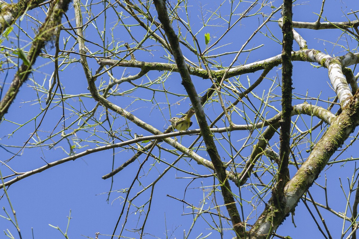 Greenish Tyrannulet - ML266288061