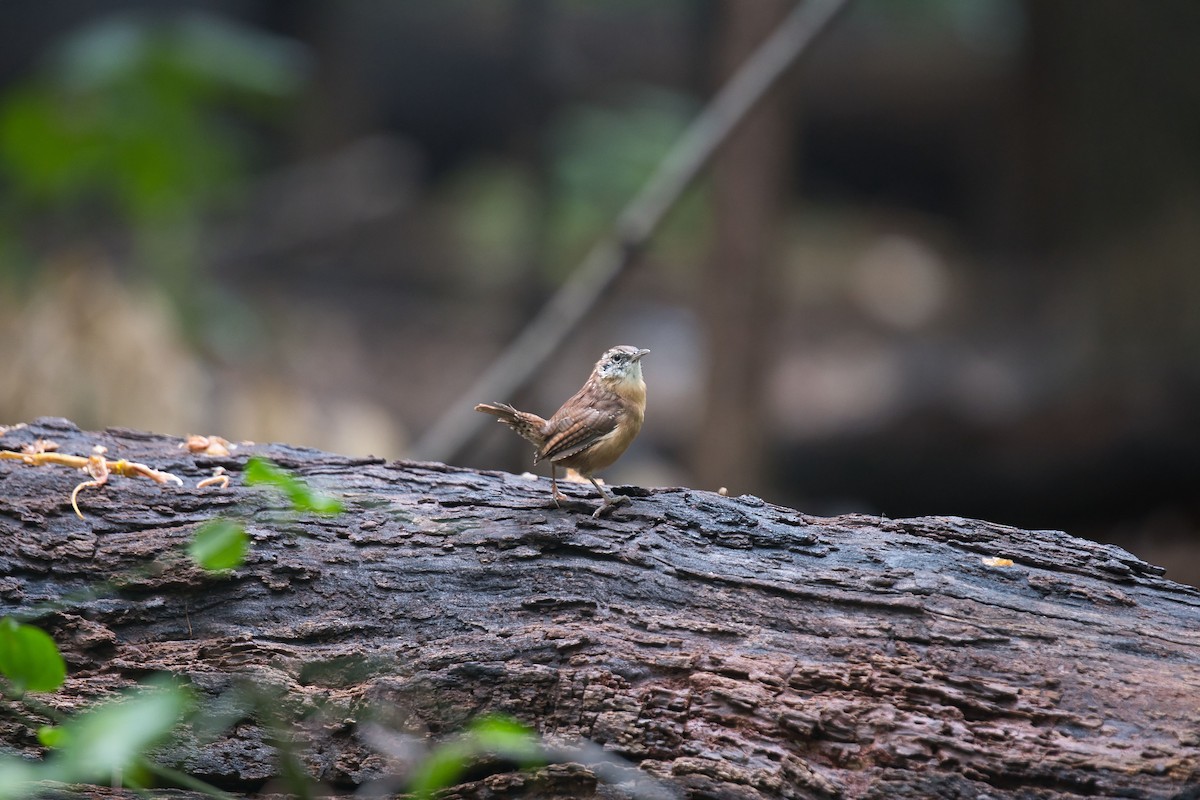 Carolina Wren - ML266288571