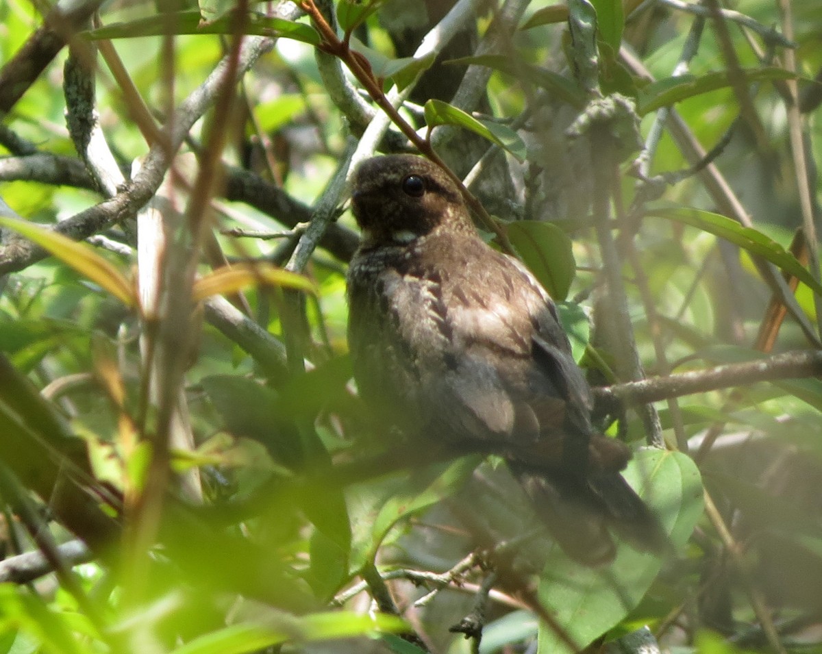 Band-tailed Nighthawk - ML26629041