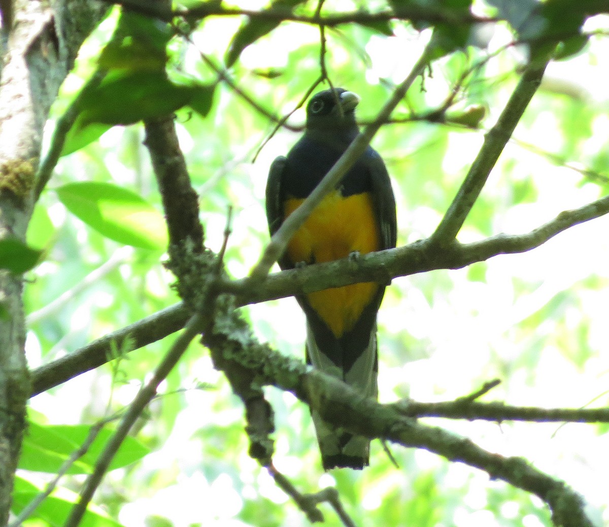 Green-backed Trogon - ML26629081