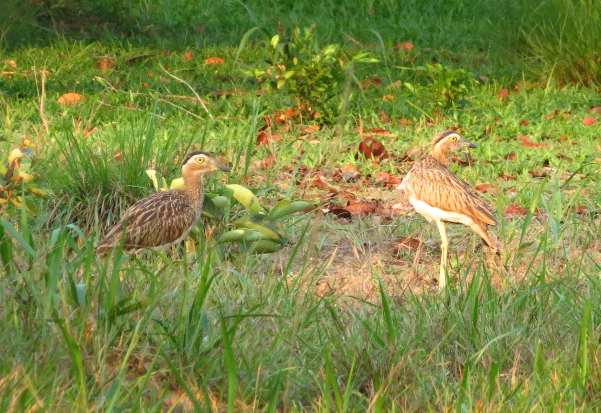 Double-striped Thick-knee - Allen Lewis